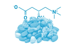 L-Carnitine Fumarate